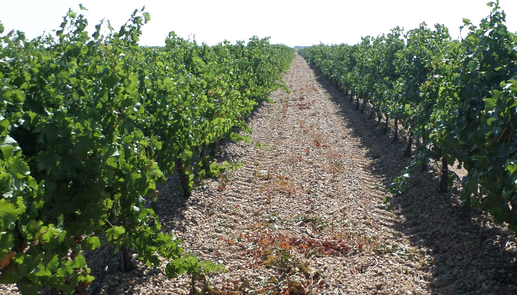 La Garbancera, Bodegas Castelo de Medina