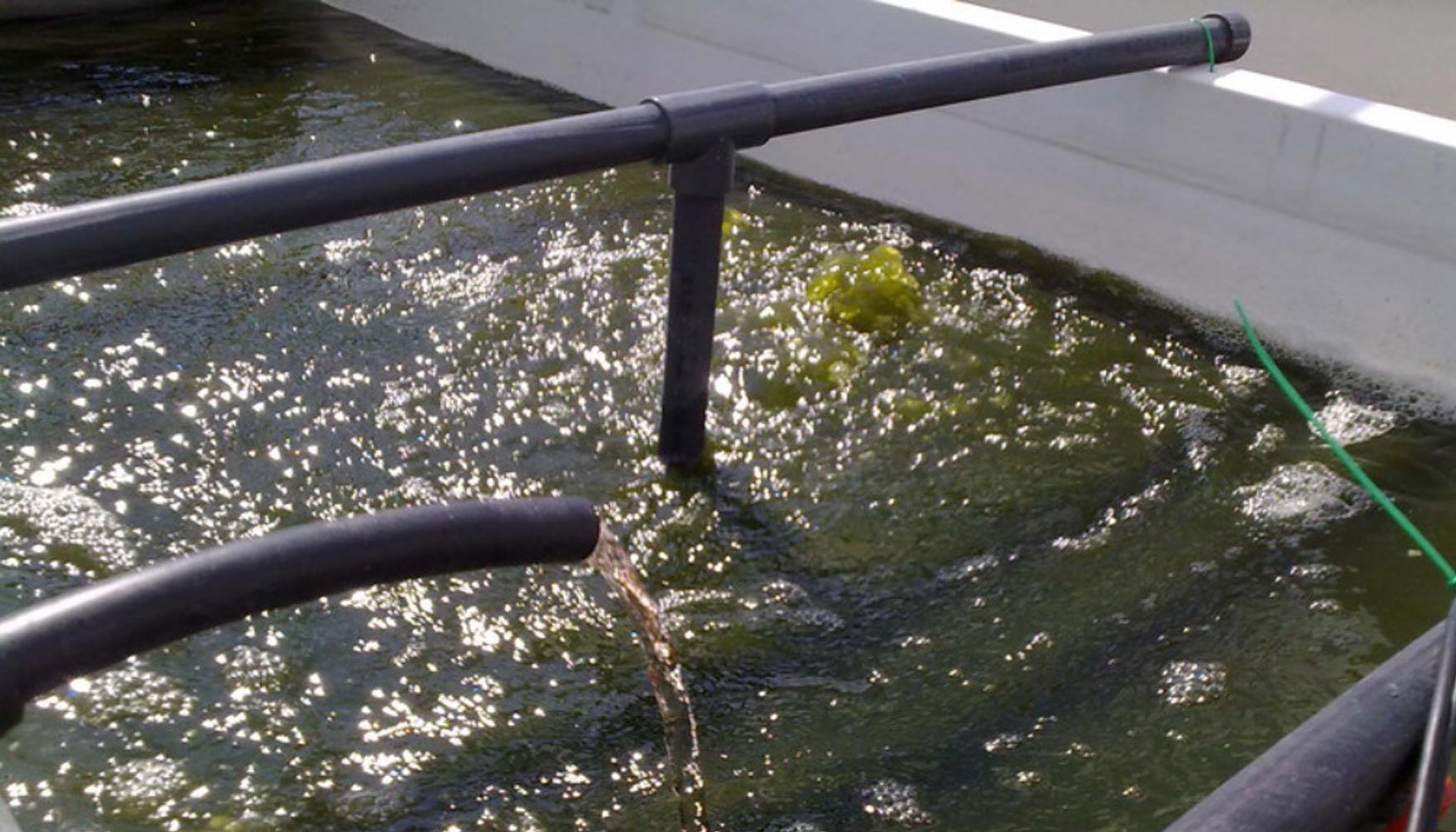 El concentrado de purines se aade al agua de cultivo. Foto: Fundacin Descubre