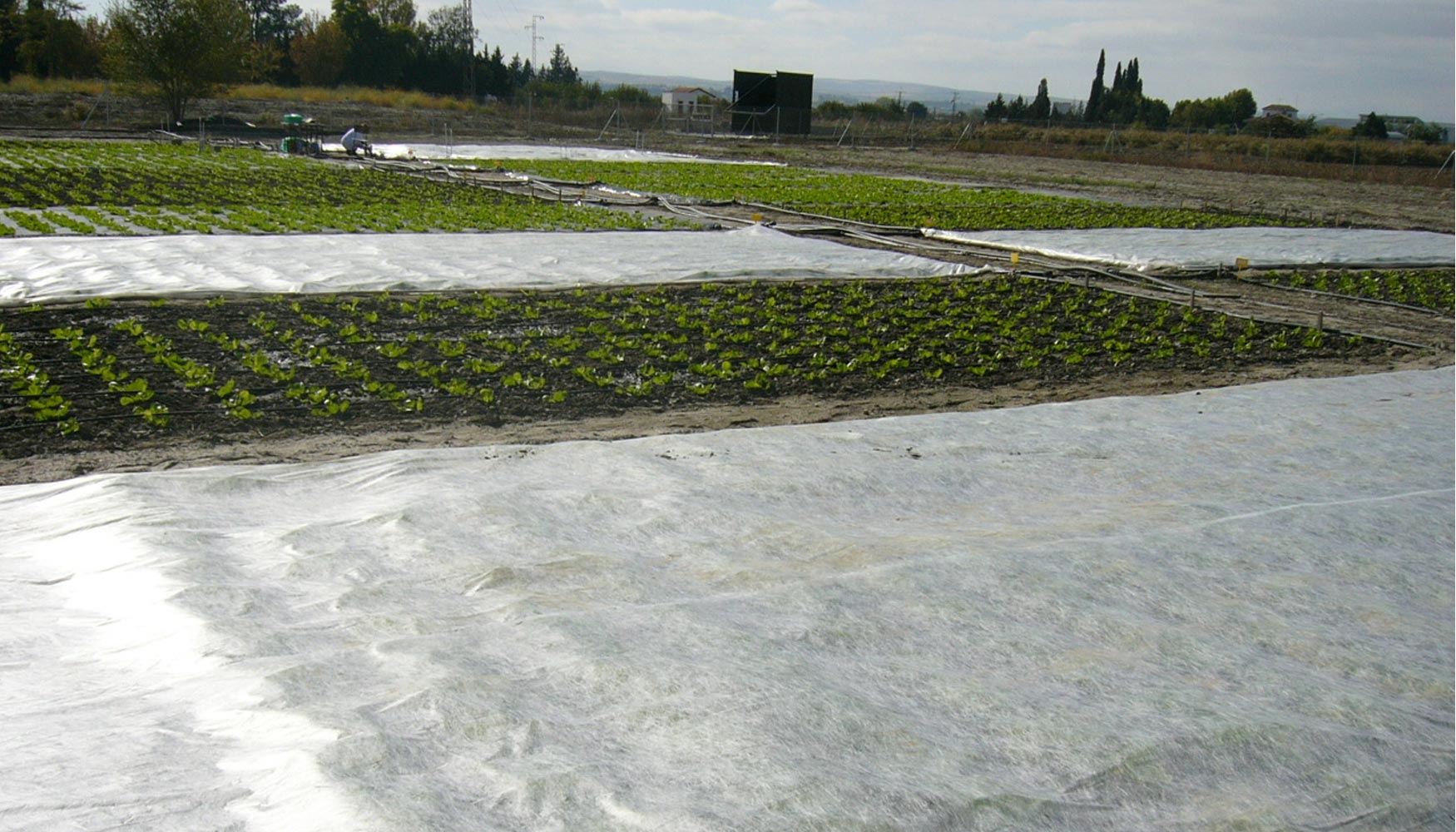 Cultivo de lechuga sobre acolchado plstico cubierto con agrotextil