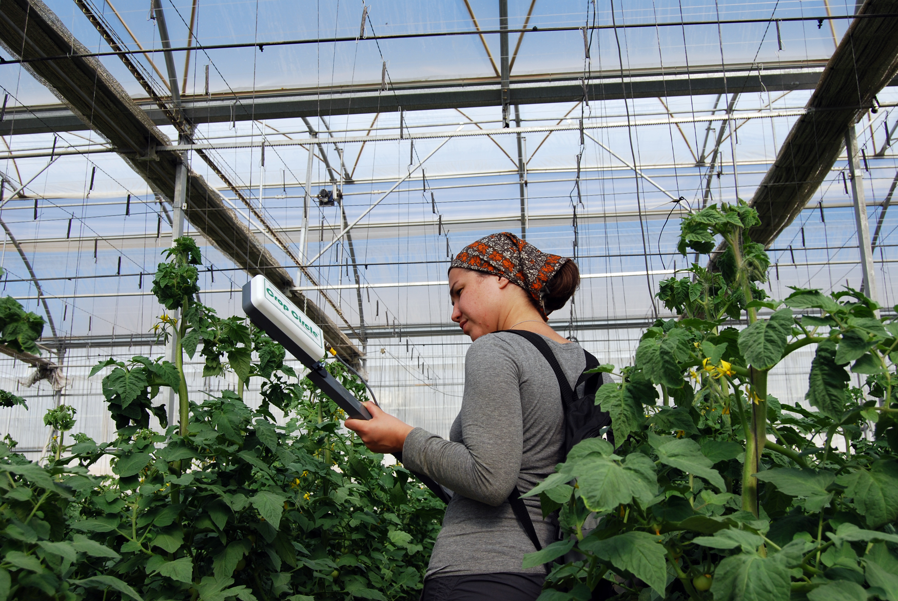 Imagen 5. Medida de la reflectancia de la cubierta vegetal en invernadero (Crop Circle ACS-470, Holland Scientific)