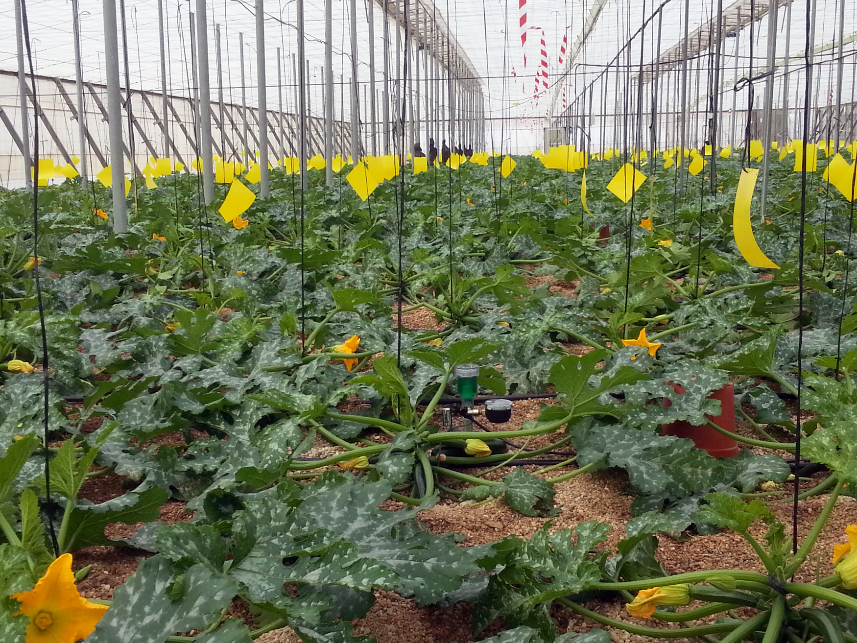 Foto 1. Invernadero experimental con cultivo de calabacn