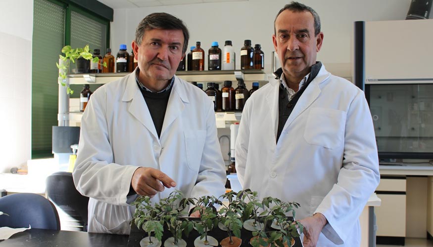 Los investigadores del rea de Fisiologa Vegetal Javier Romera y Esteban Alcntara muestran ejemplares de tomate en los que se experimenta con...