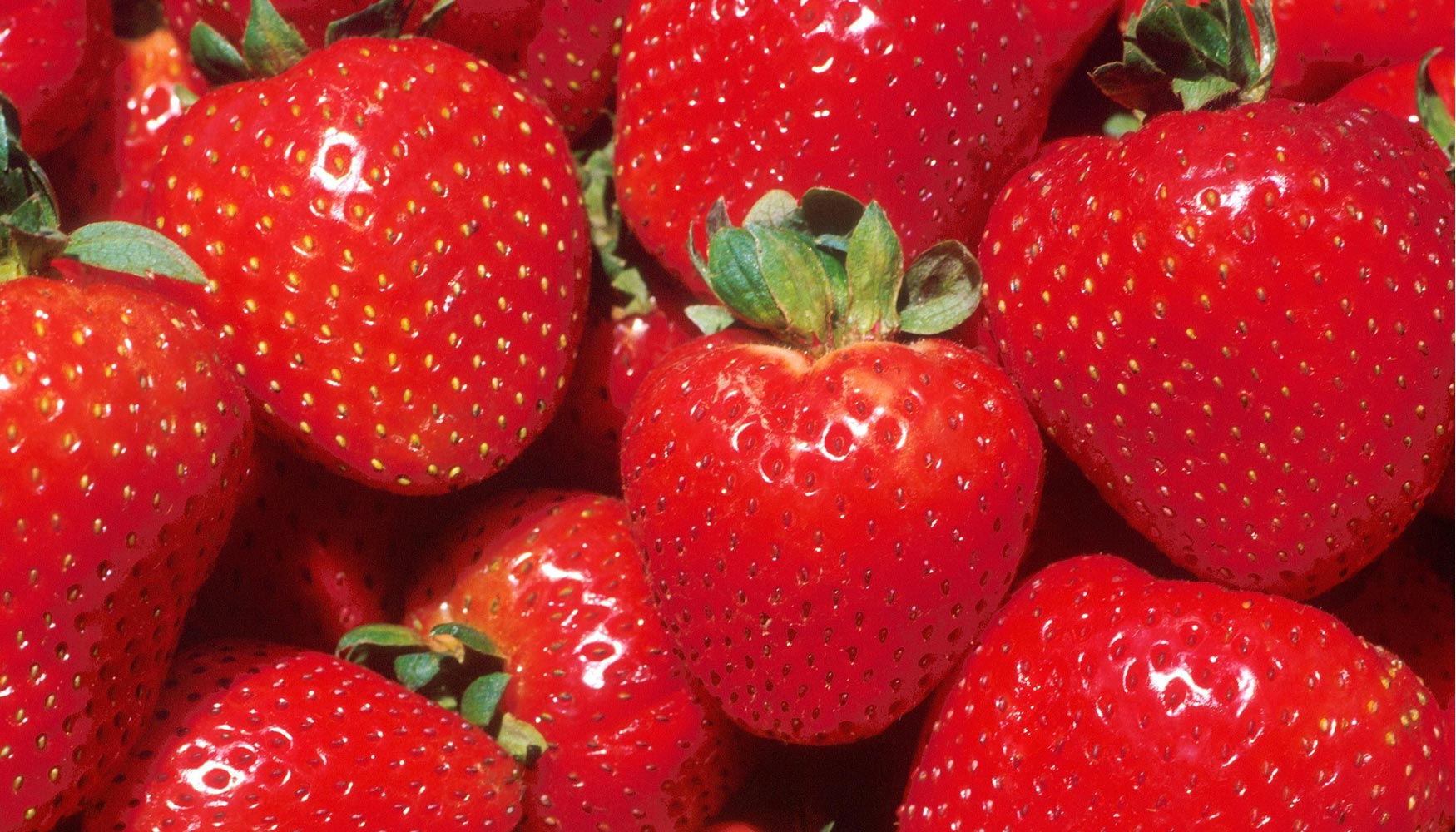 Las elevadas temperaturas las has provocado la maduracin de las fresas