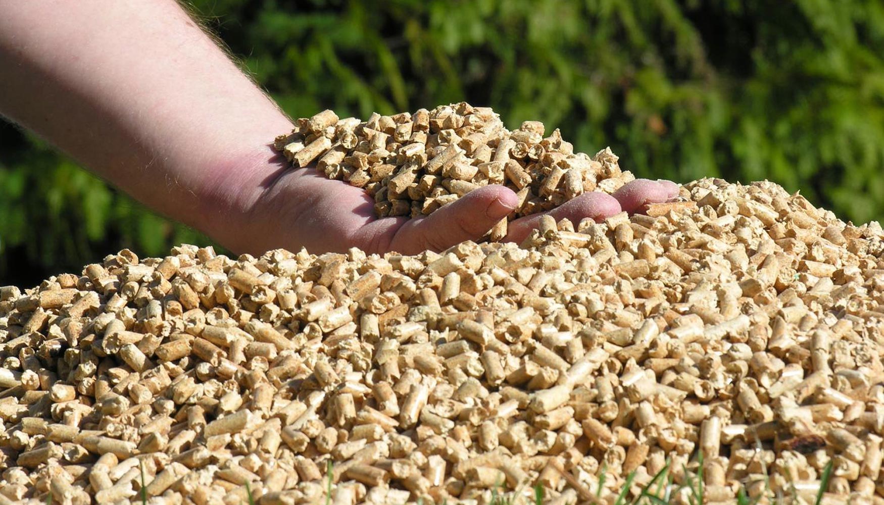 La biomasa es uno de los formatos susceptibles de ser transformados en combustible til ms investigados