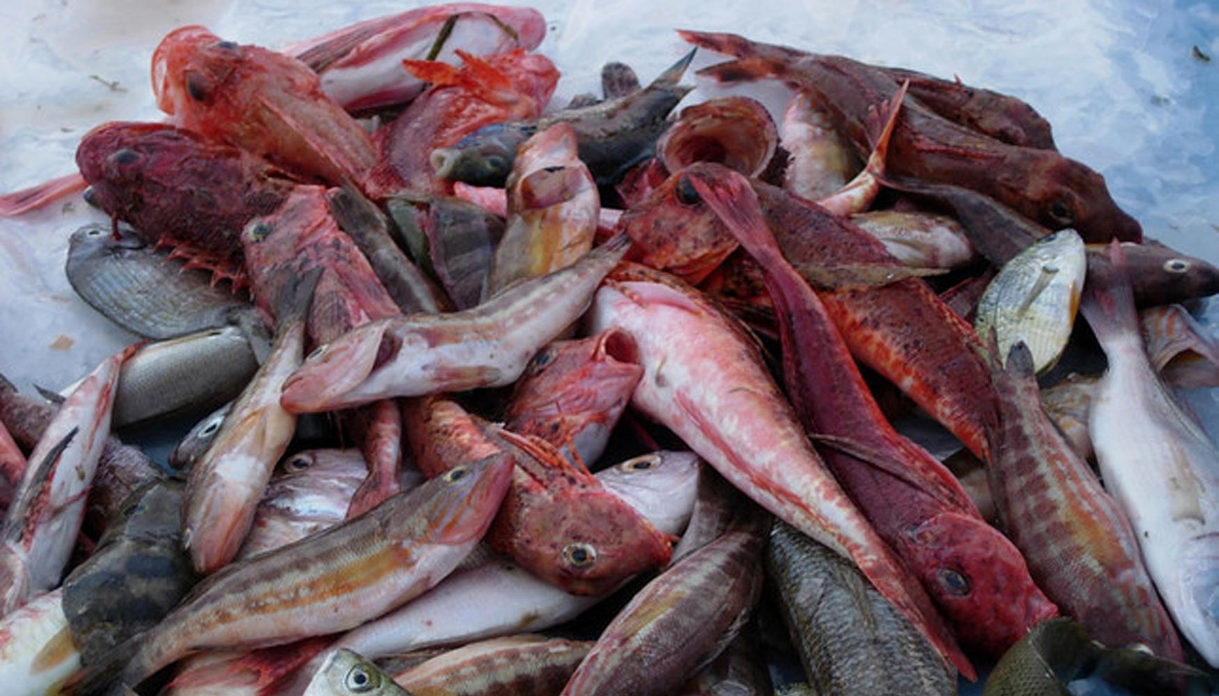 El consumo de pescado durante el embarazo presenta beneficios en el desarrollo neuropsicolgico de los nios