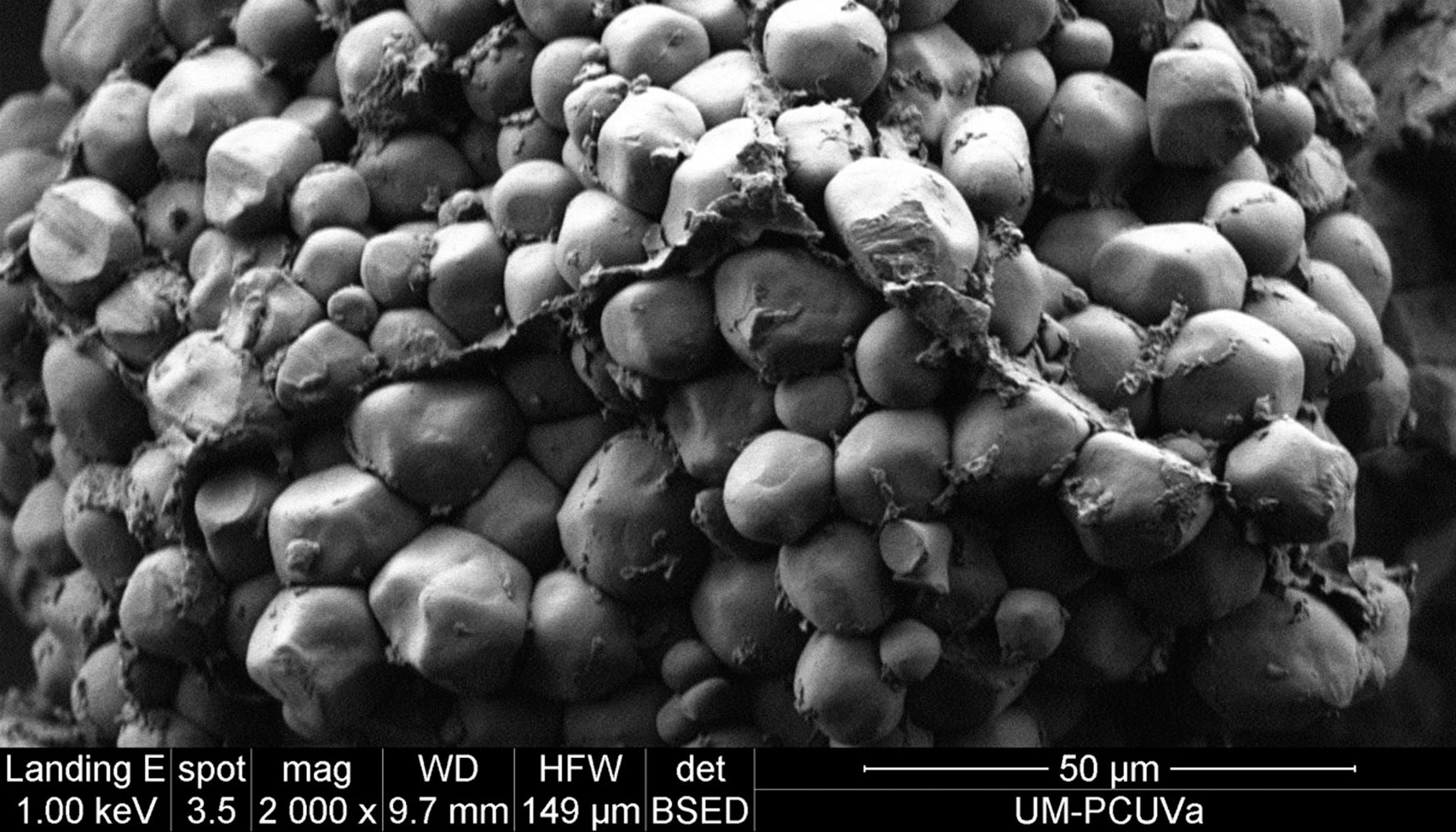 Imagen de microscopio electr�nico de barrido ambiental de ma�z nativo