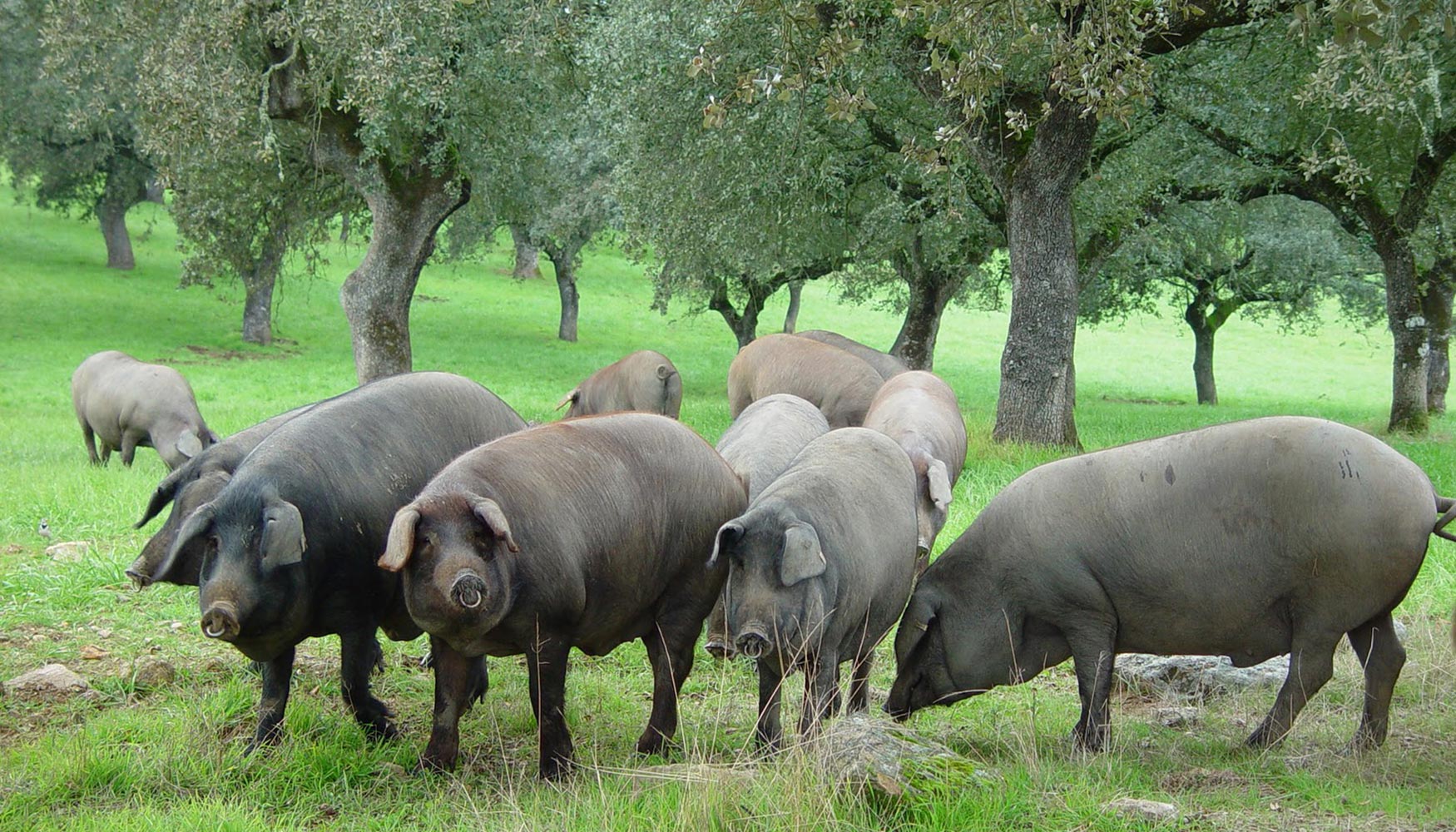 Cerdos en una explotacin ganadera