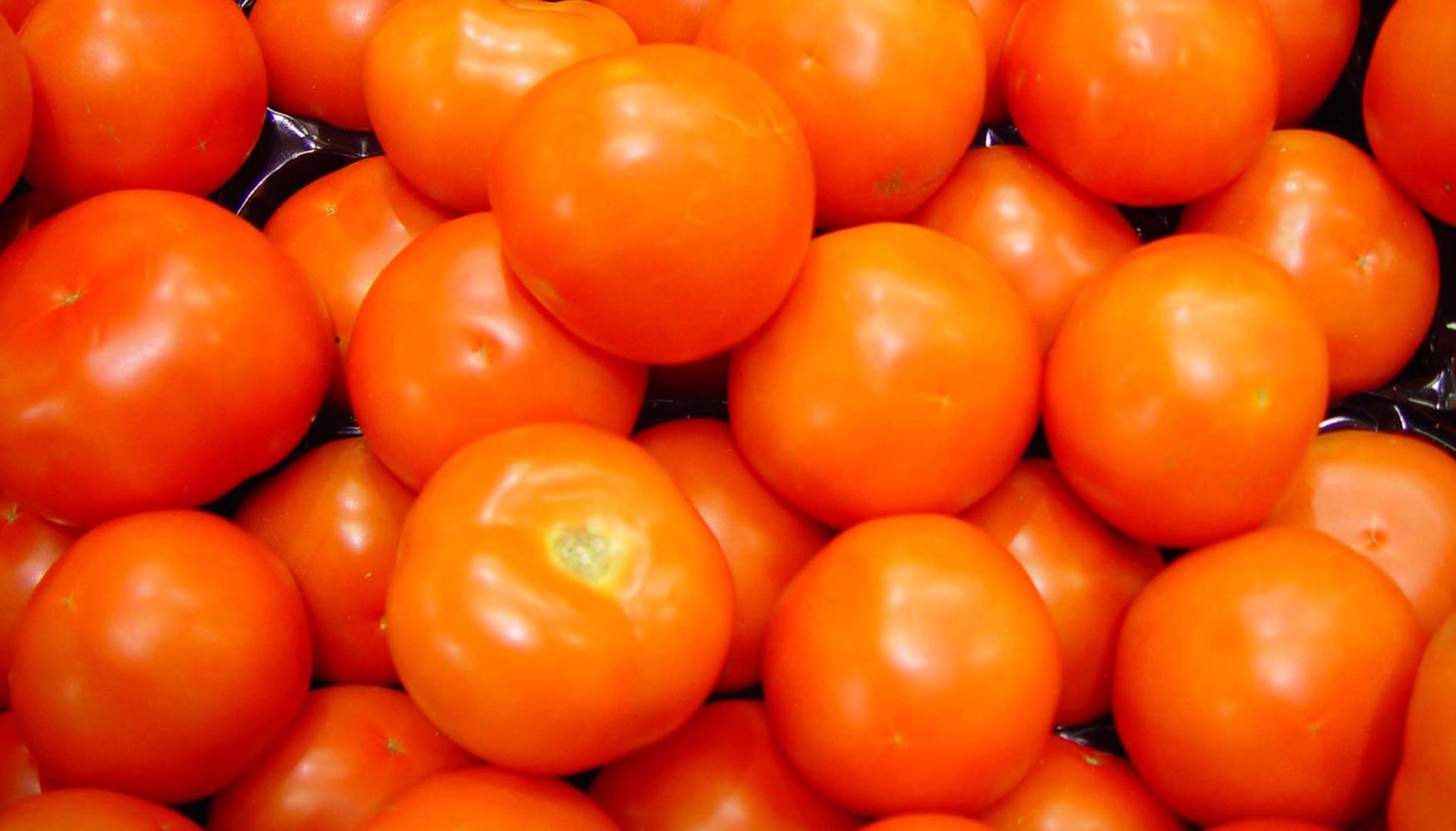 Fepex plante la necesidad de mejorar las medidas de gestin de crisis y de controlar las importaciones desordenadas de tomate de Marruecos...