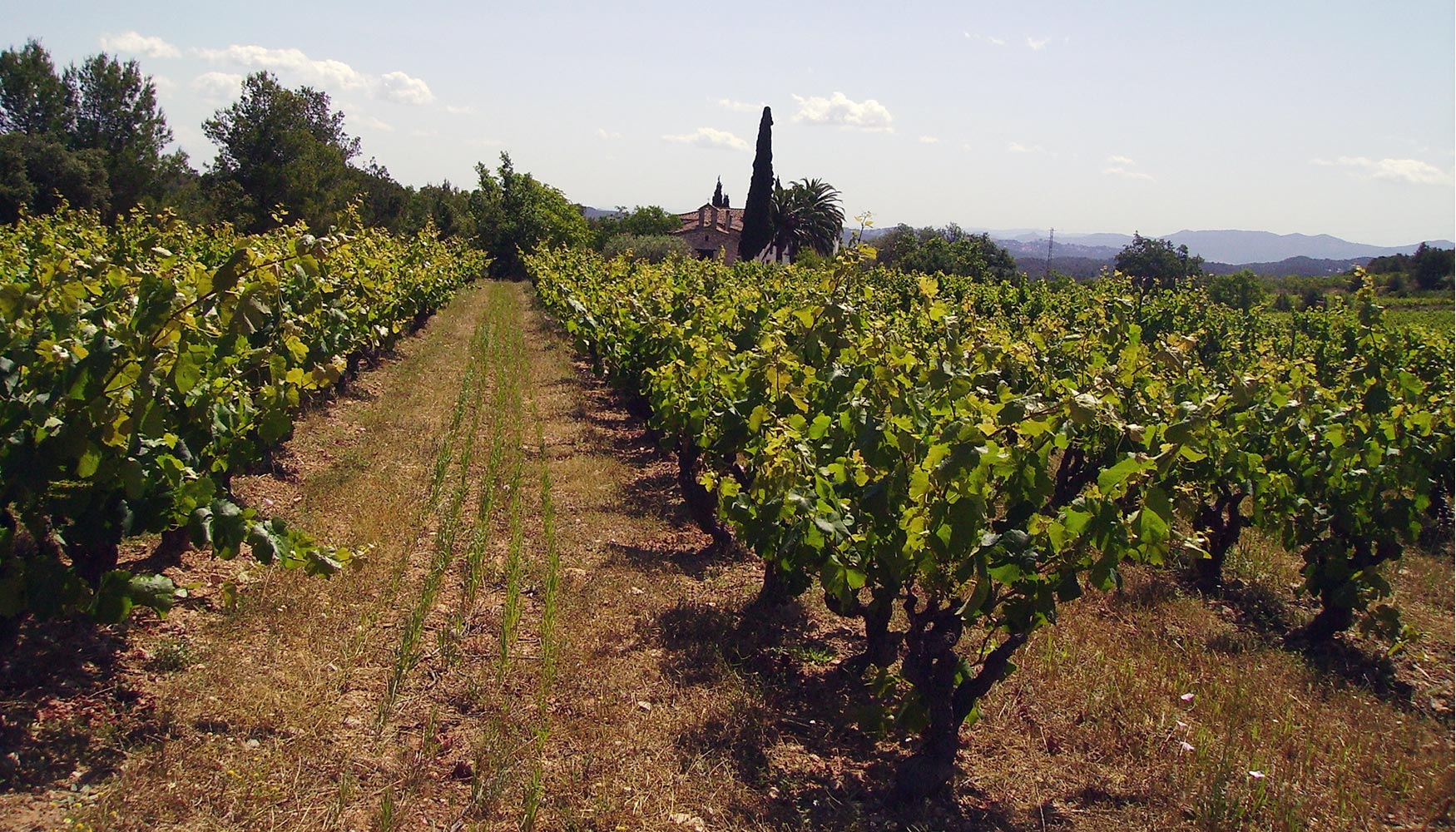 Su objetivo es seguir trabajando en la zonificacin de la DO Montsant en base a las caractersticas del vino
