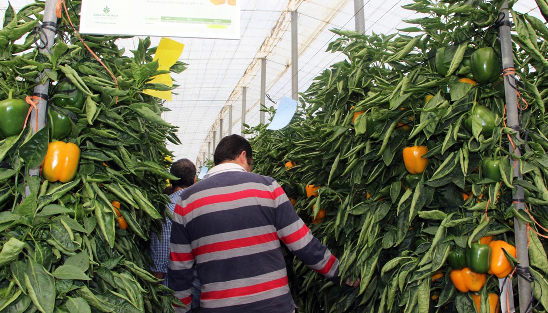 Ms de 900 agricultores acudieron a las X Jornadas de Puertas Abiertas de Pimiento en Almera