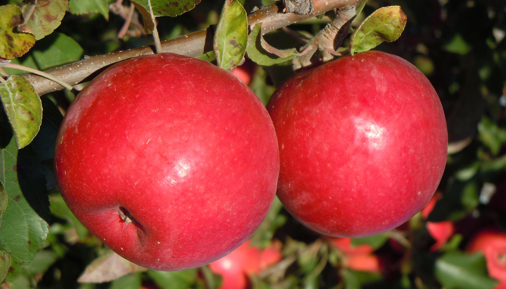 El Magrama pone en valor la calidad y el sabor de las peras y las manzanas