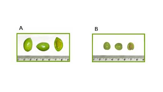 Figura 2. Aceitunas de la variedad Picual (A) y Arbequina (B) recolectadas a las 23 semanas despus de la floracin (SDF)...