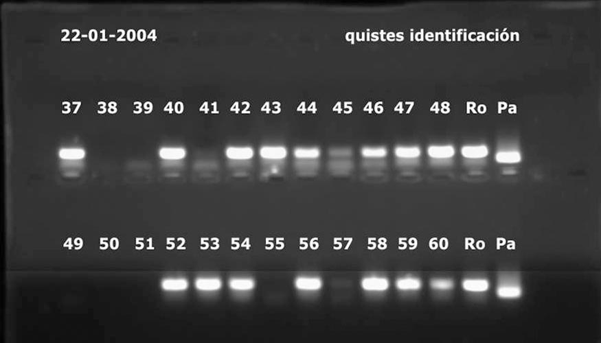Foto 6. PCR convencional para discriminacin de especies de PCN