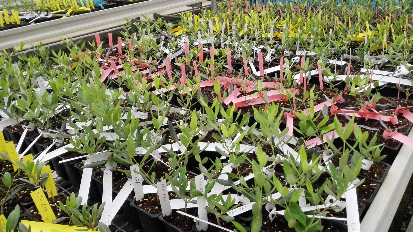 Figura 2: Crecimiento en invernadero de las plantas de los genotipos evaluados