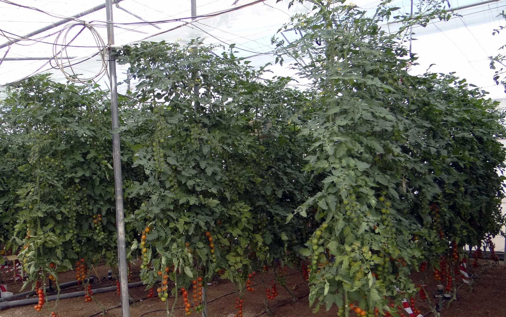 Figura 1. Cultivo de tomate en invernadero y suelo enarenado en la Estacin Experimental de Cajamar 'Las Palmerillas'
