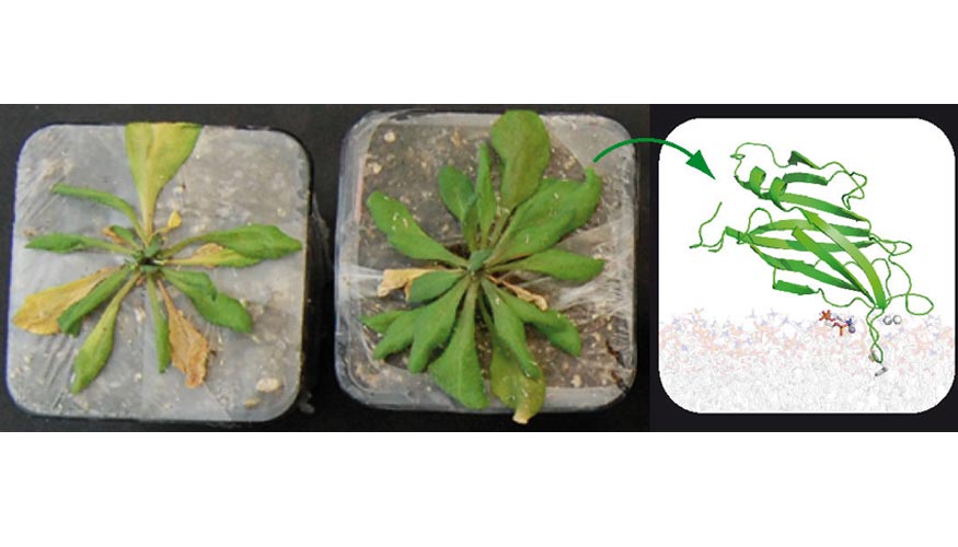 La planta modelo (Arabidopsis thaliana) reforzada con las protenas estudiadas tolera hasta 10 das de sequa