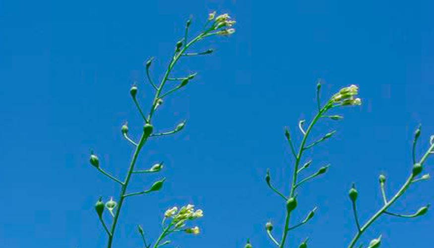 Camelina microcarpa. Foto: Grup de Malherbologia UdL