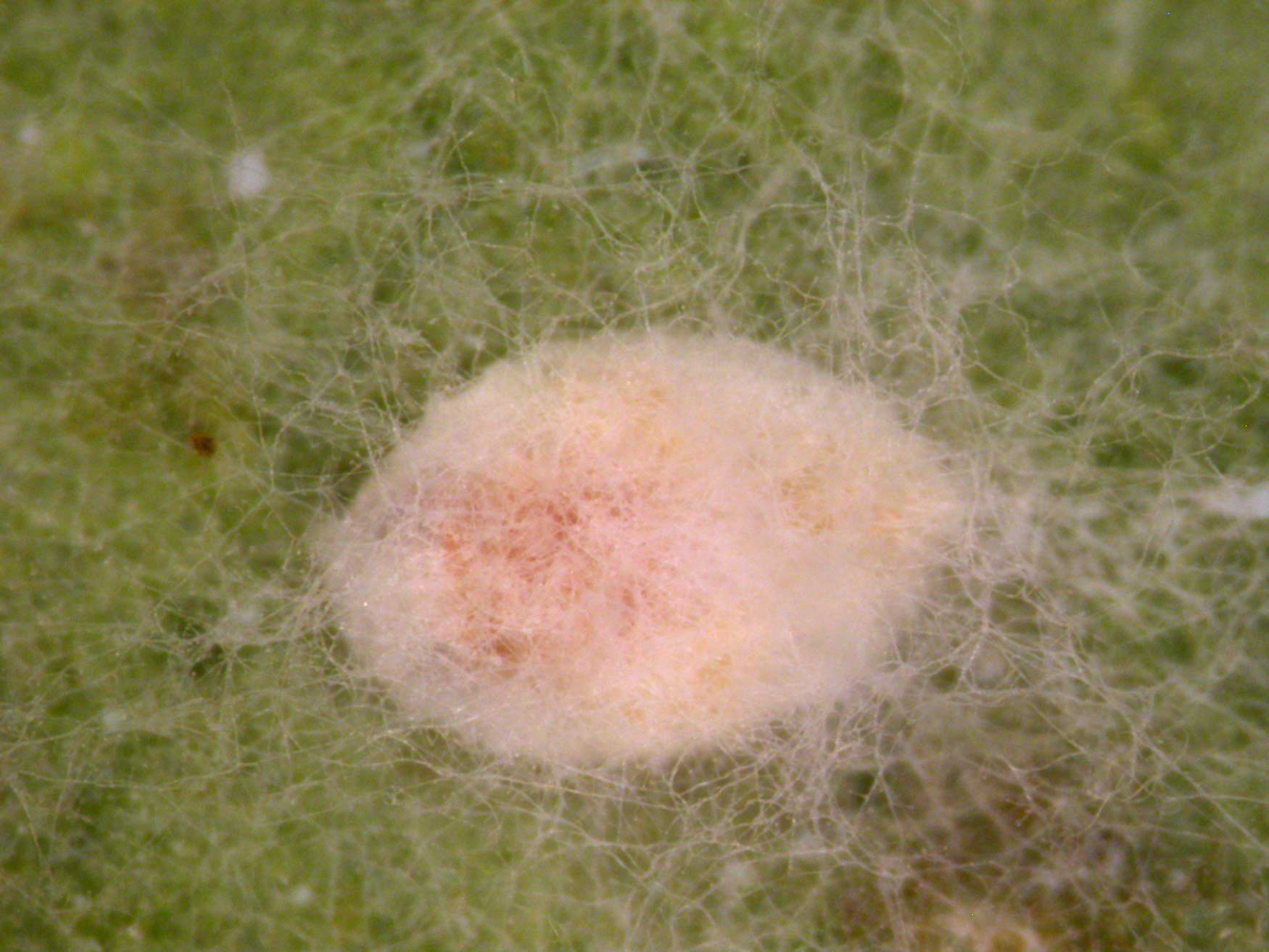 Figura 7. Ninfa de mosca blanca infectada por Verticillium lecanii