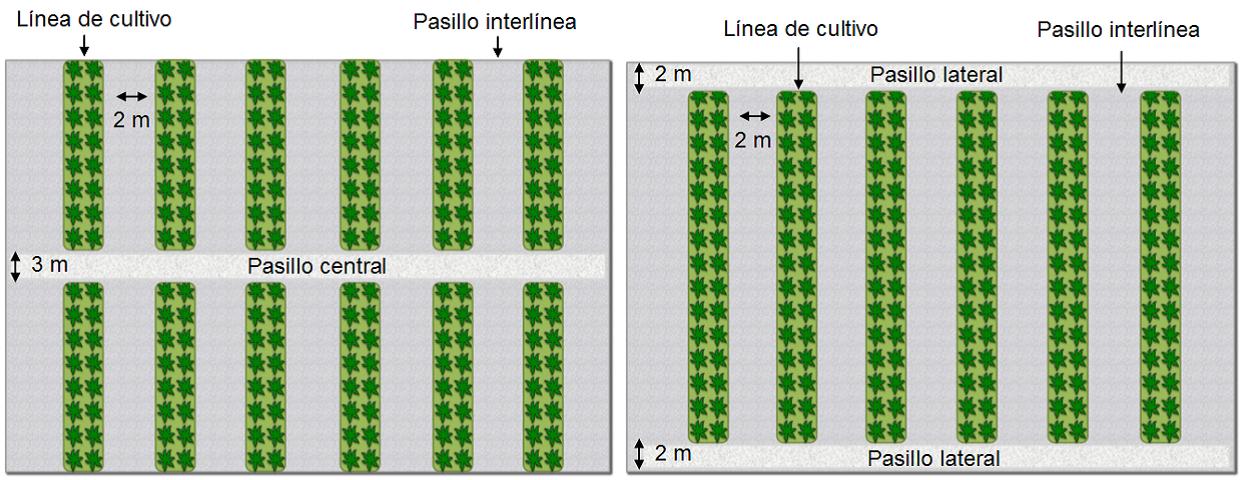 Figura 1. Configuracin de cultivo tradicional (izquierda) y zigzag (derecha)