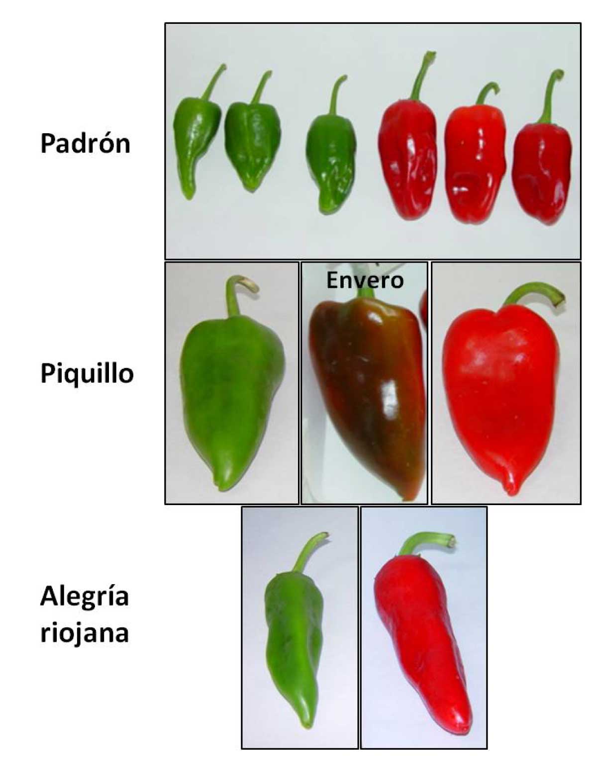 Figura 1. Apariencia de los frutos de pimiento de las variedades Padrn, Piquillo y Alegra riojana empleadas en este trabajo...
