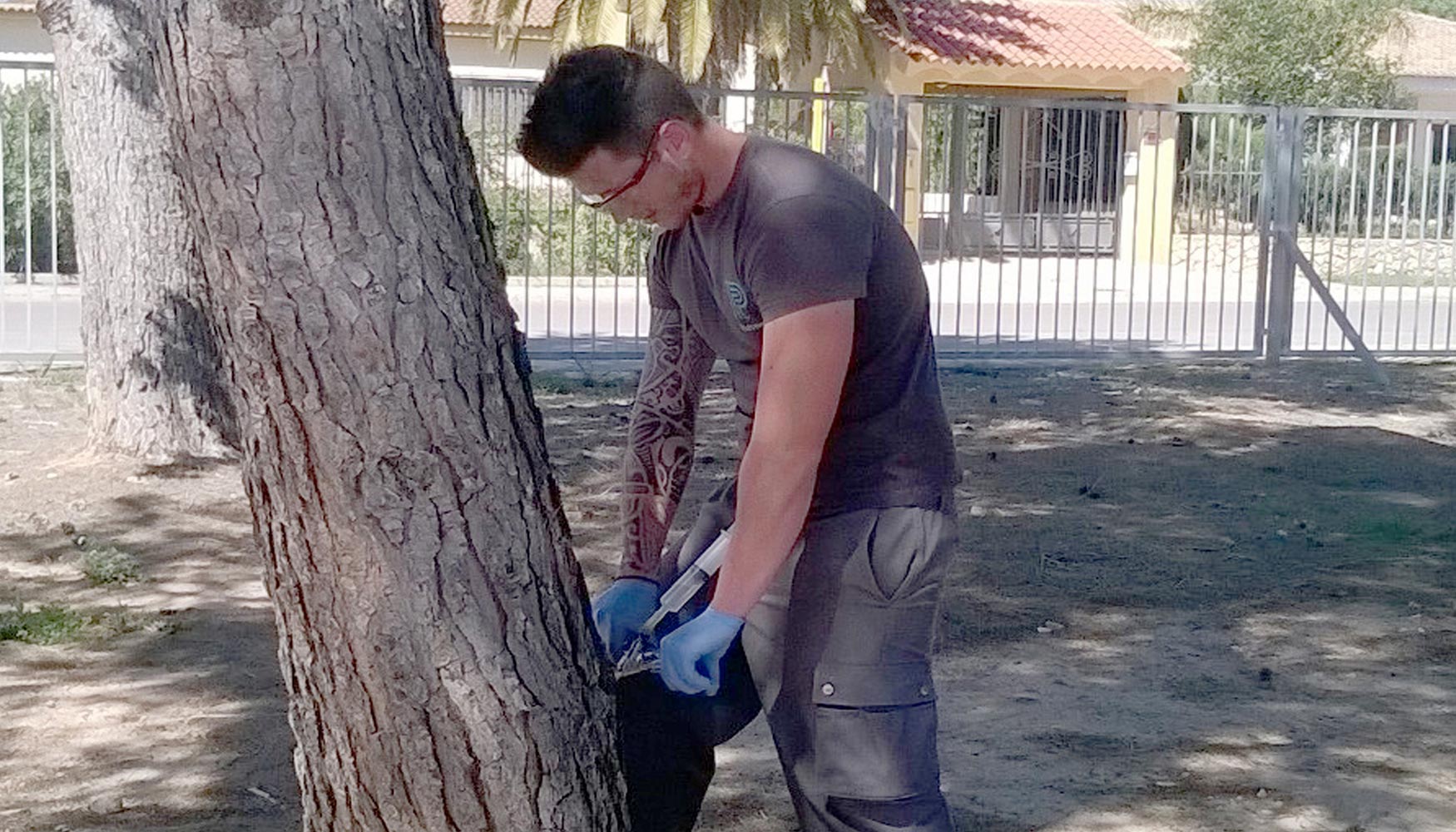 Paimed aplica endoterapia para salvar el 100% de las palmeras con picudo rojo