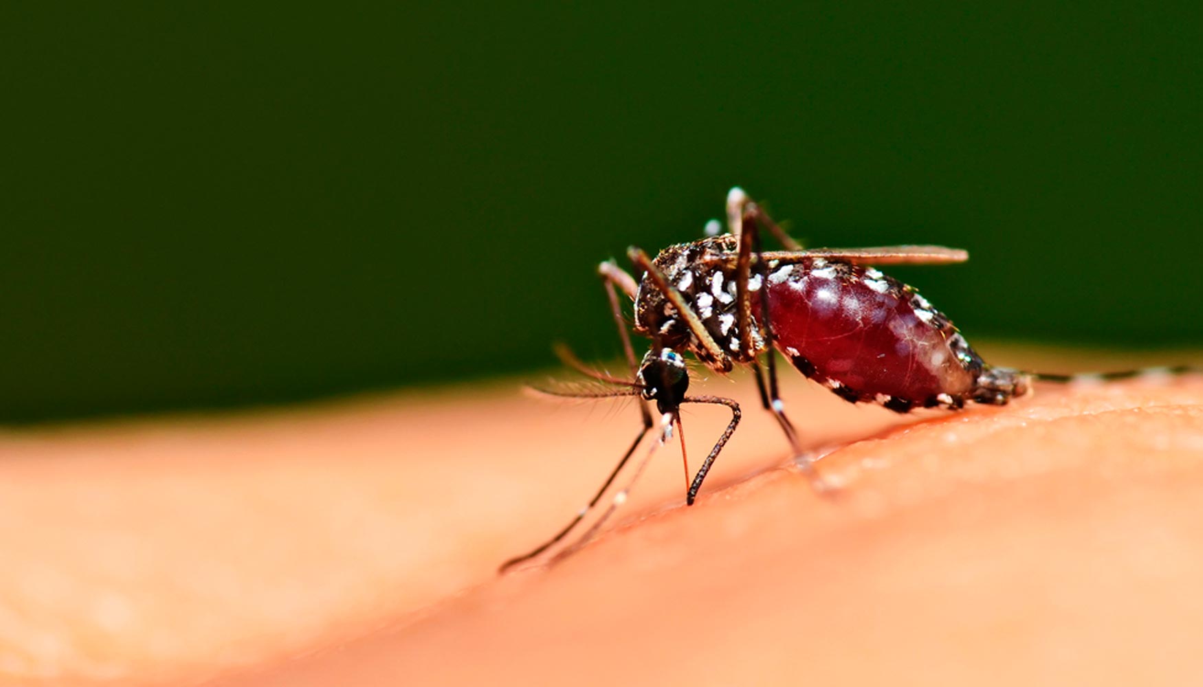 El mosquito 'Aedes Aegypti' propaga els virus dengue, chikungunya i Zika a los humanos