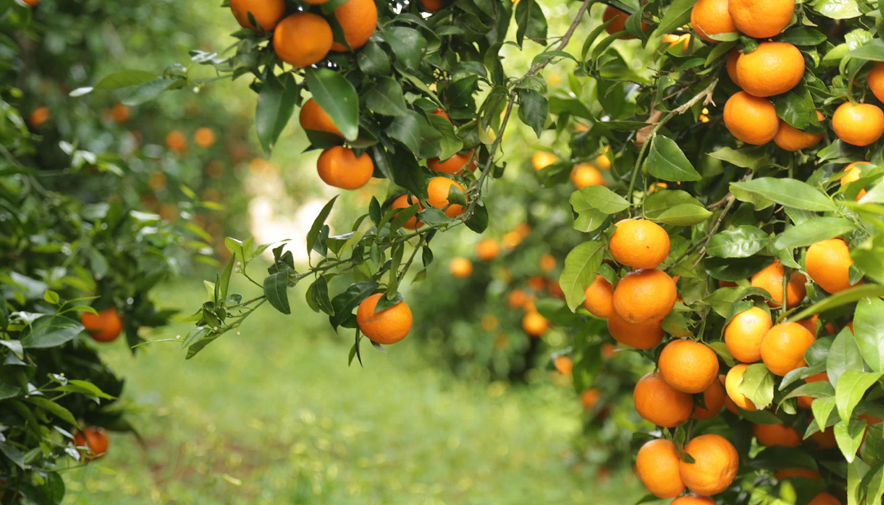 Variedad de mandarina Orri