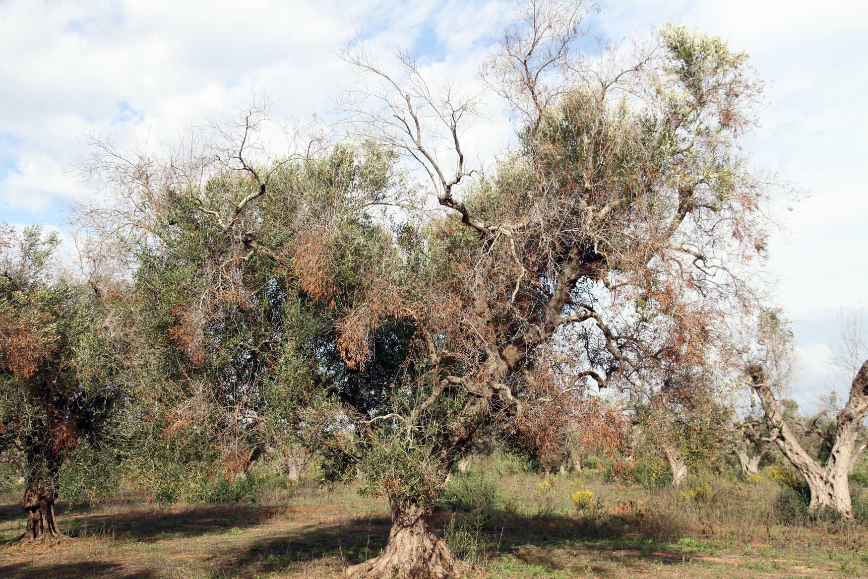 Figura 2. Sntomas de Xylella fastidiosa en olivos severamente afectados