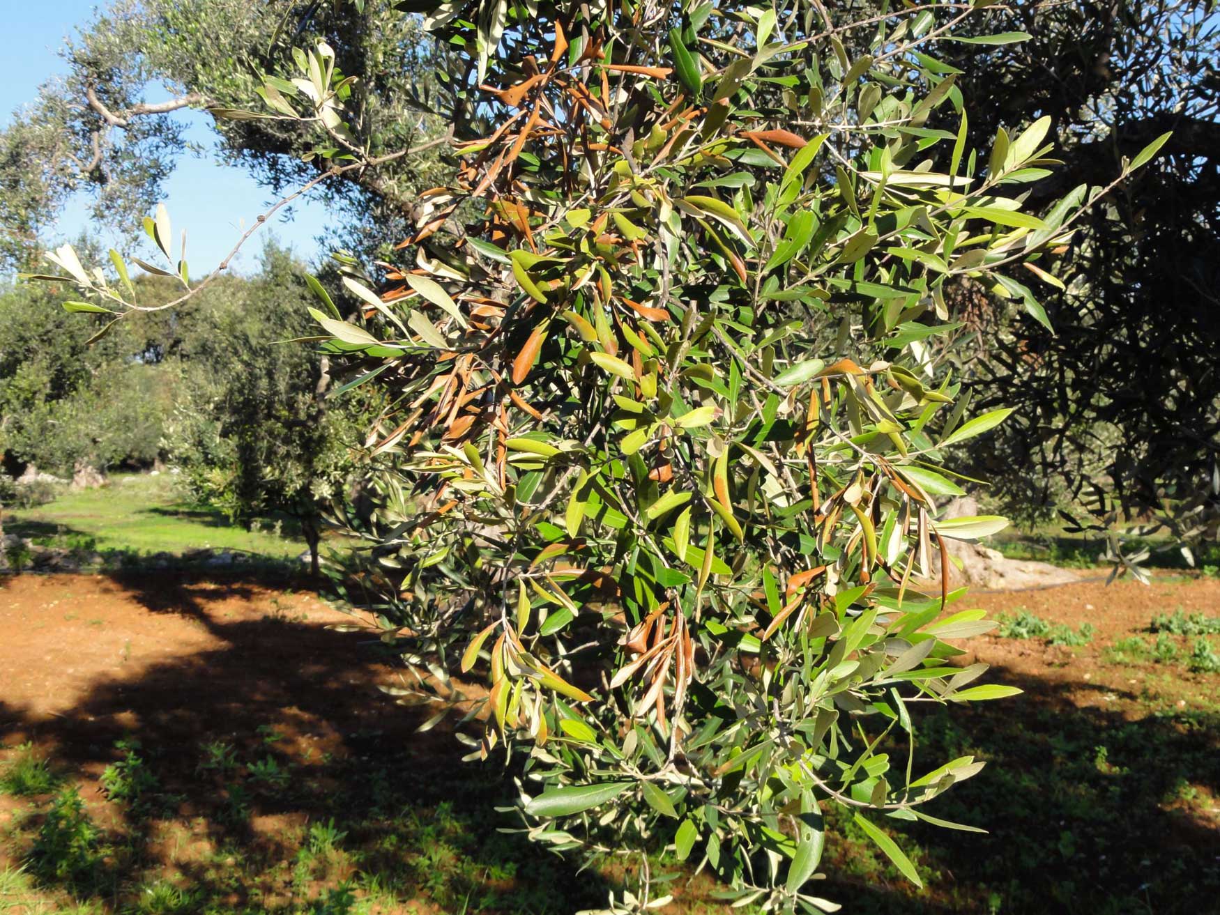 Figura 1. Sntomas de Xylella fastidiosa en ramas y hojas de olivo