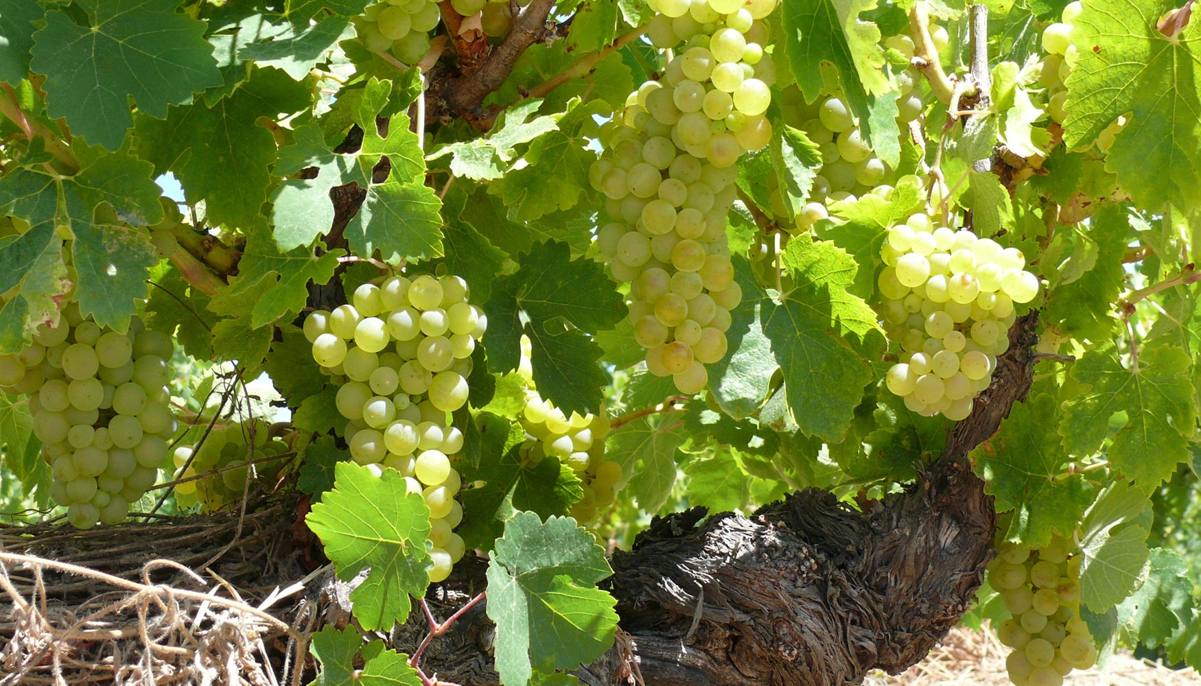 Las uvas contienen los azcares fermentescibles, principalmente fructosa, glucosa, arabinosa y ramnosa