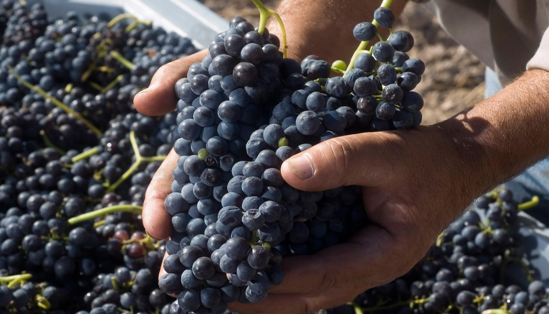 Las uvas tintas que dan pulpas faltas de color tambin se pueden utilizar para hacer vino blanco. Foto: Gobierno de Mendoza (Argentina)...