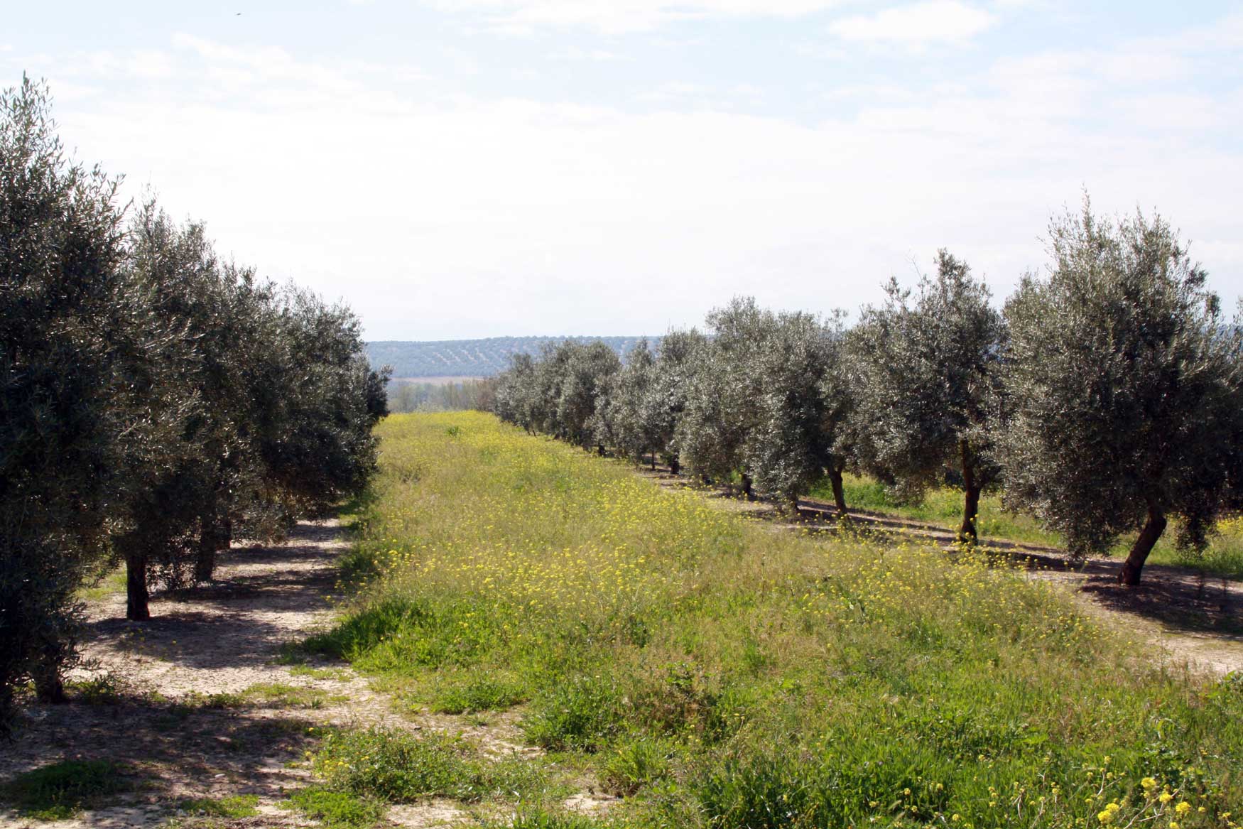 El uso de cubiertas vegetales en olivar, tan recomendado para reducir los riesgos de erosin, podra estar en peligro...