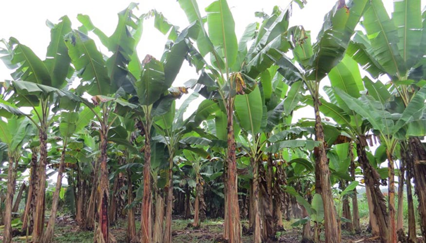 Plantacin de banano en Ecuador. Foto: Ana Beln Guerrero (Grupo de Agroenergtica de la UPM)