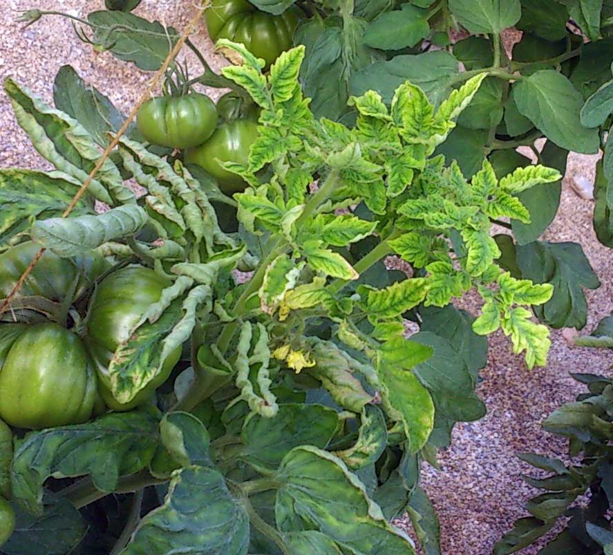 Tomato yellow leaf curl disease (TYLCV)