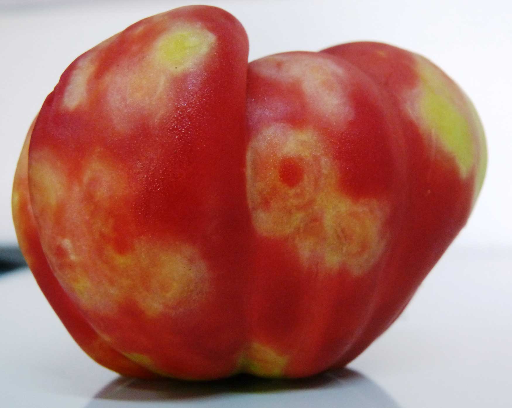 Tomato spotted wilt virus (TSWV) en el fruto