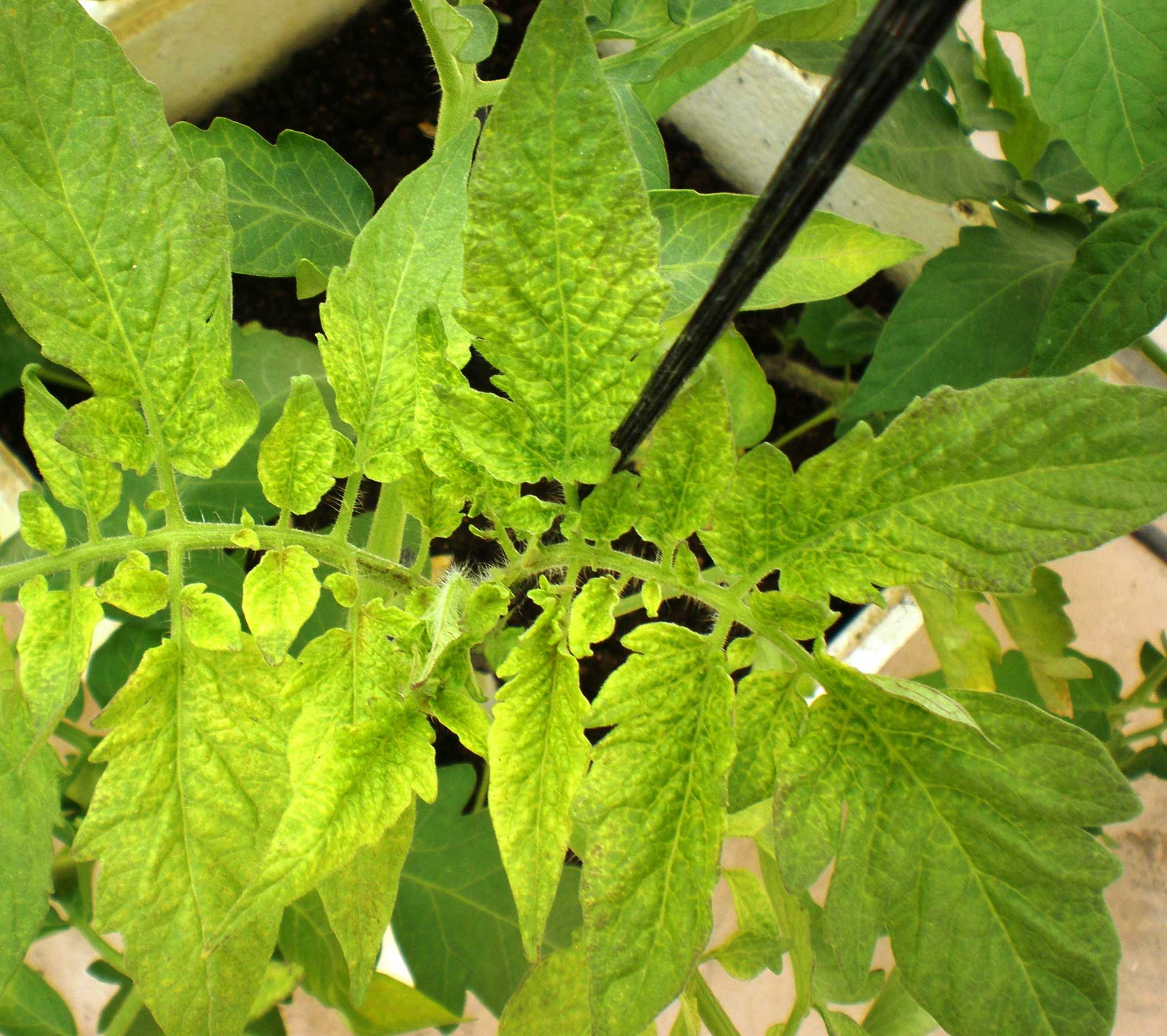 Ejemplo de Tomato spotted wilt virus (TSWV) en la hoja