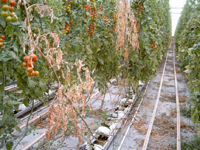 Fusarium oxysporum f. sp. lycopersici