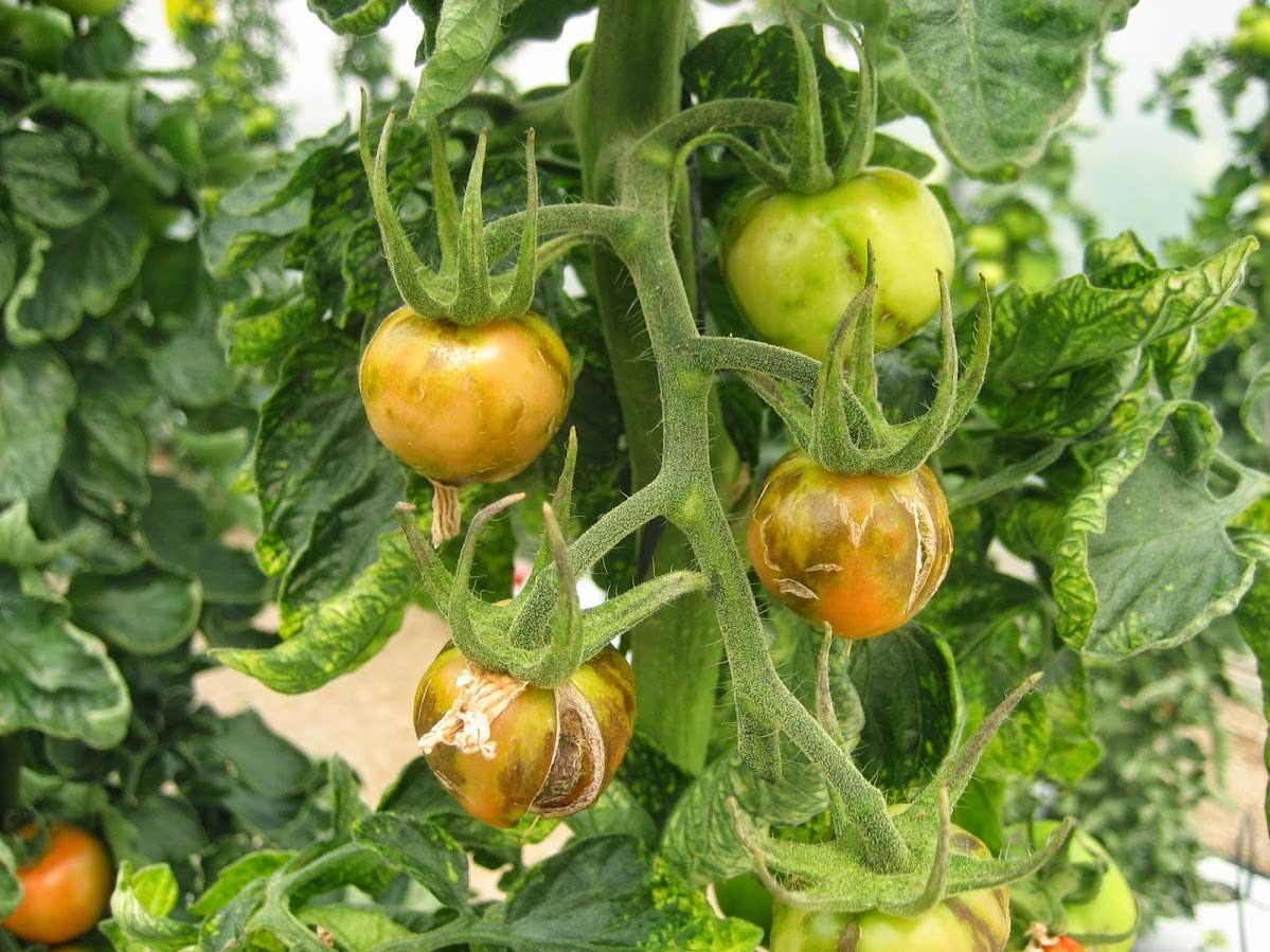 Mosaicos amarillos en hoja y necrosis en fruto de tomate por PepMV