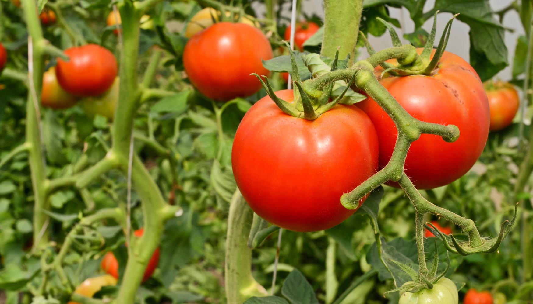 Италия сорта томатов