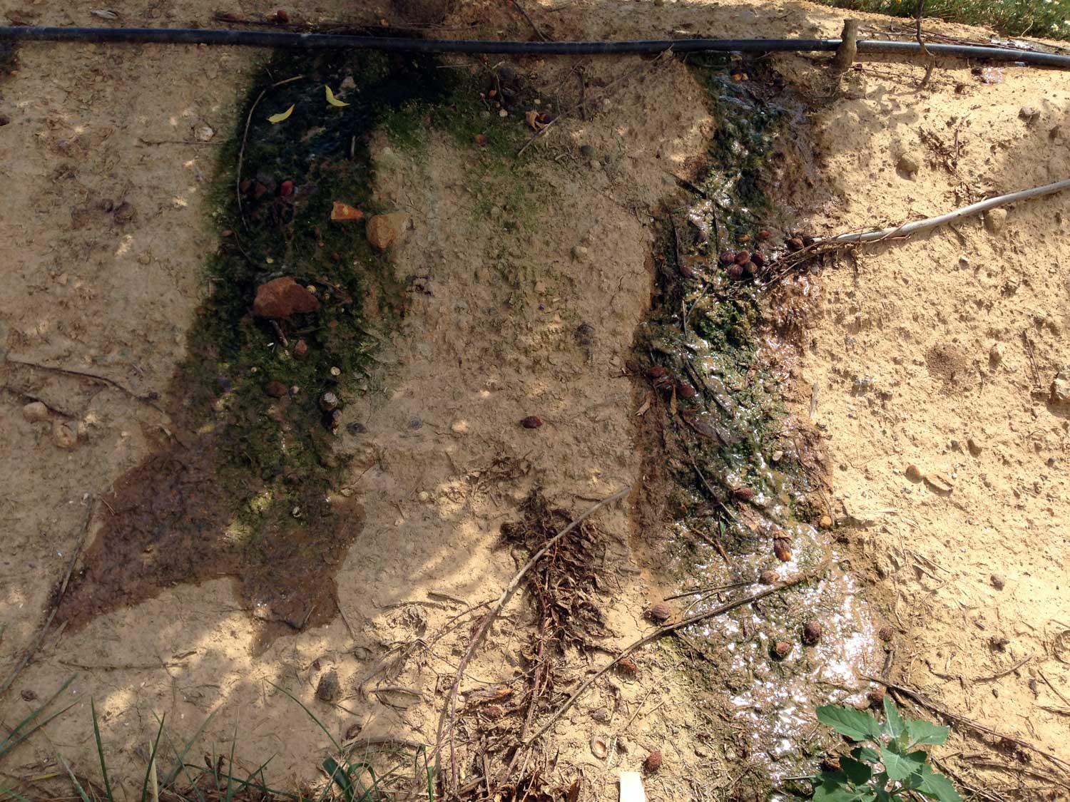 Foto 1. Escorrenta observada en terreno pesado y compactado bajo riego por goteo y cultivo en caballn o terraza