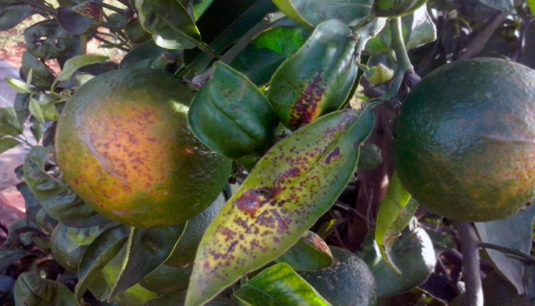 Safor, una de las variedades de mandarina afectadas