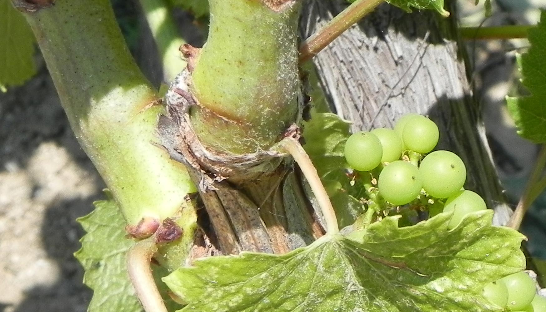 Los taninos condensados proceden directamente de la uva (del hollejo y la pepita)