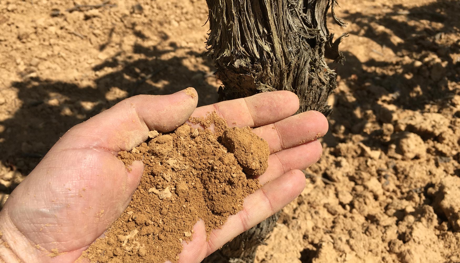 Las levaduras autctonas se asocian al terroir y se aslan de l