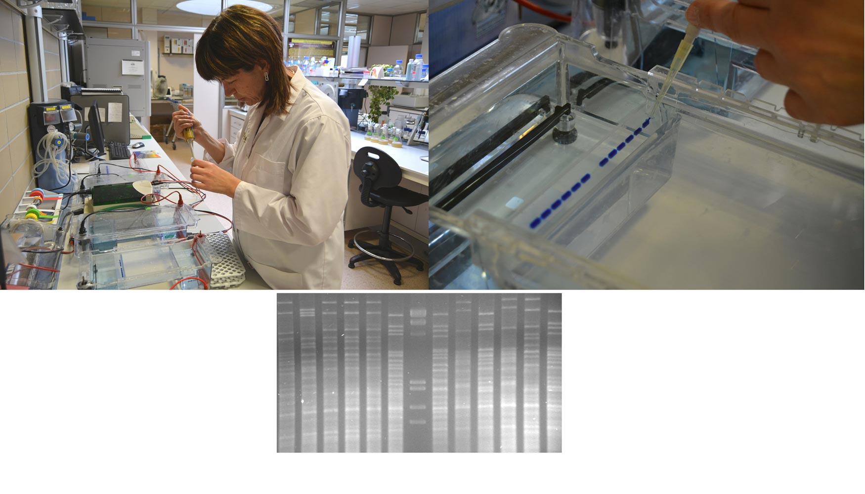 Mtodo molecular para identificar cepas autctonas de S. cerevisiae