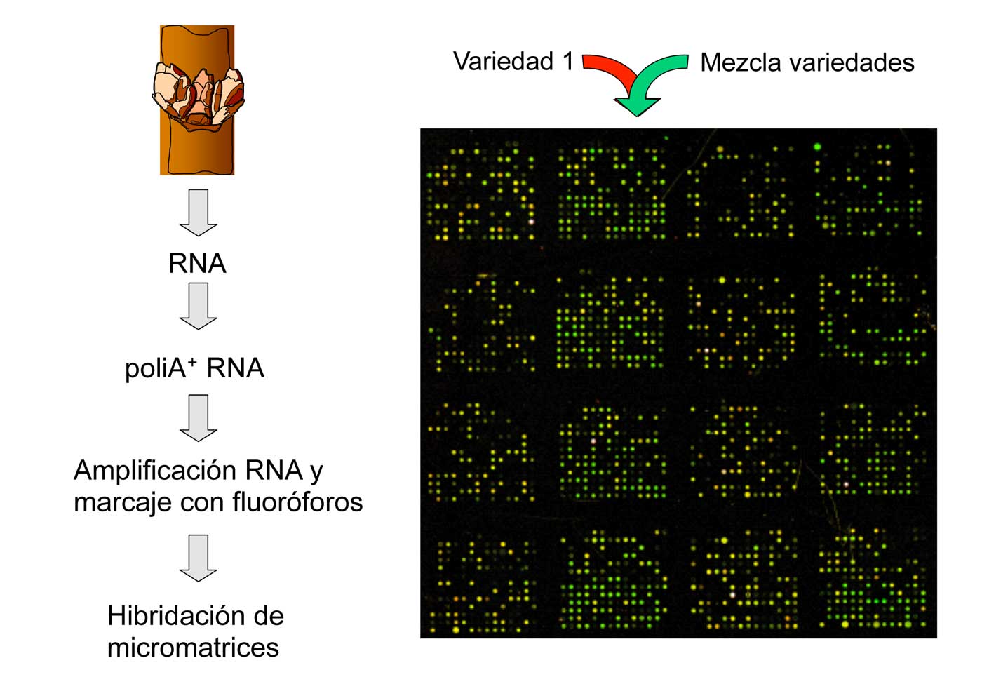 Figura 2. Esquema del experimento de hibridacin de micromatrices empleado para la identificacin de genes regulados durante la latencia...