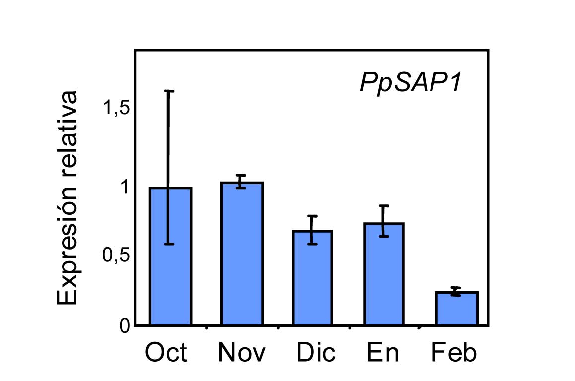 Figura 4. Expresin relativa de PpSAP1 en yema floral de la variedad Springlady, de los meses de octubre a febrero