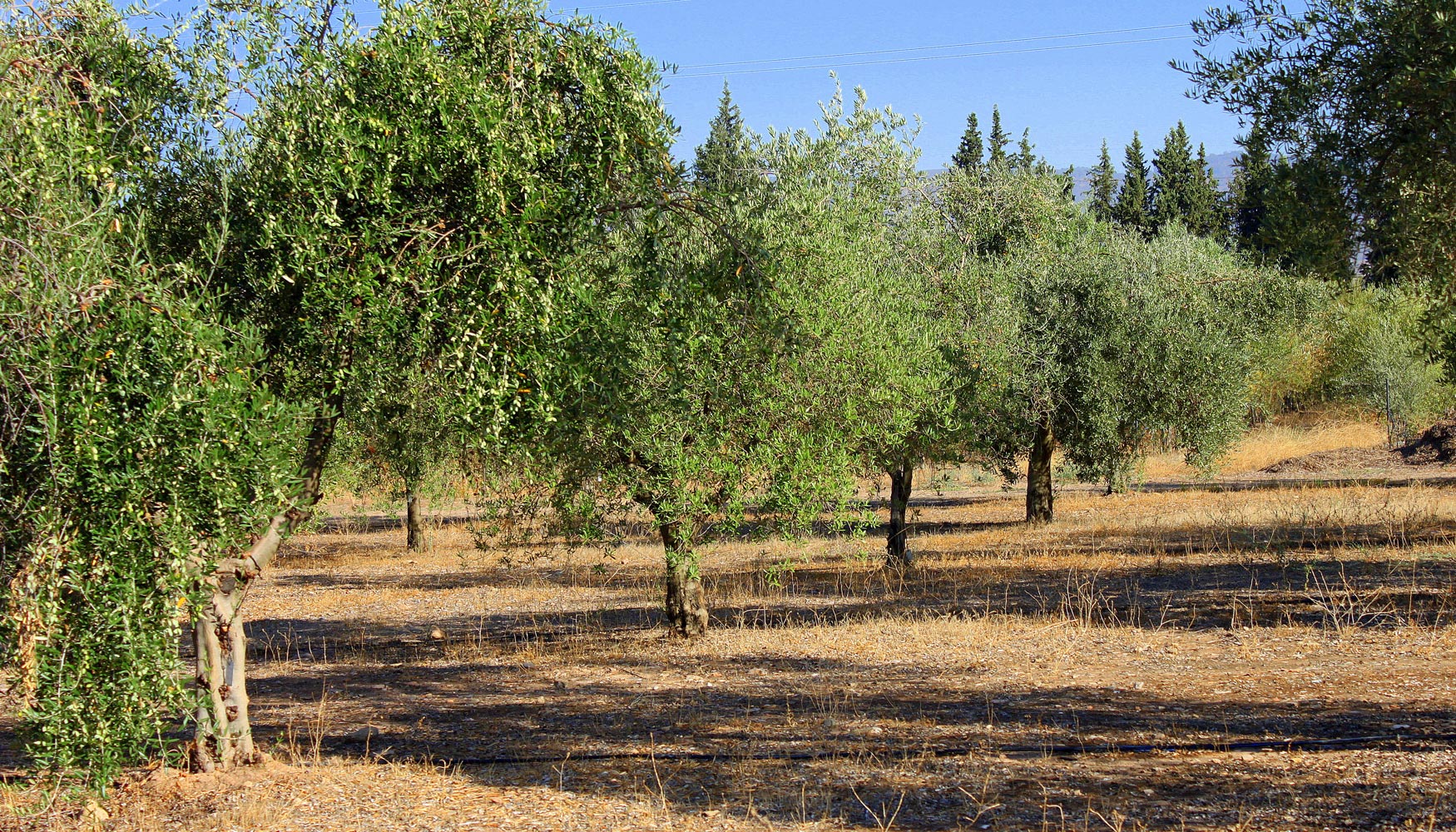 Plantacin en seto. Los olivos de tronco fino y copa a lo alto permiten la plantacin en seto. Foto: Fundacin Descubre...