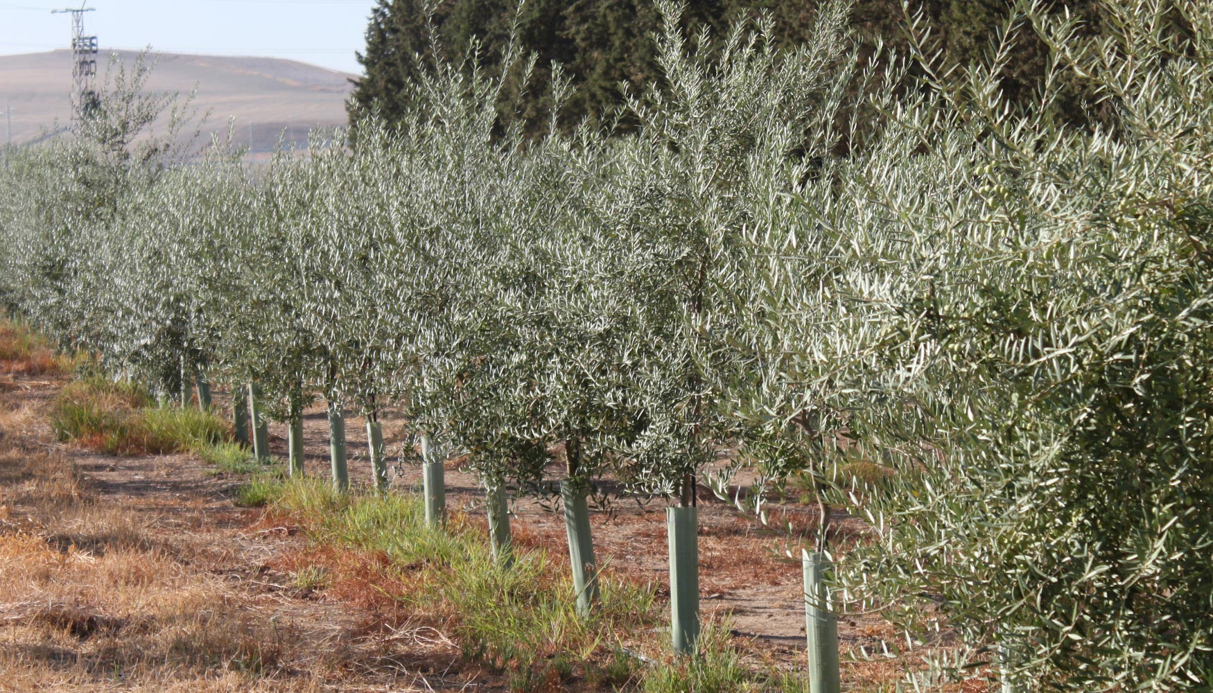 Cultivo intensivo de olivos en Andaluca. Foto: Fundacin Descubre
