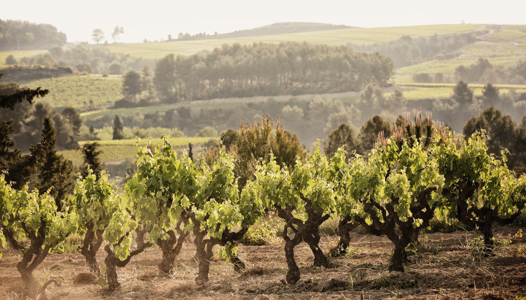 El Cava de Paraje Calificado se produce con uvas de un paraje determinado con unas condiciones muy singulares