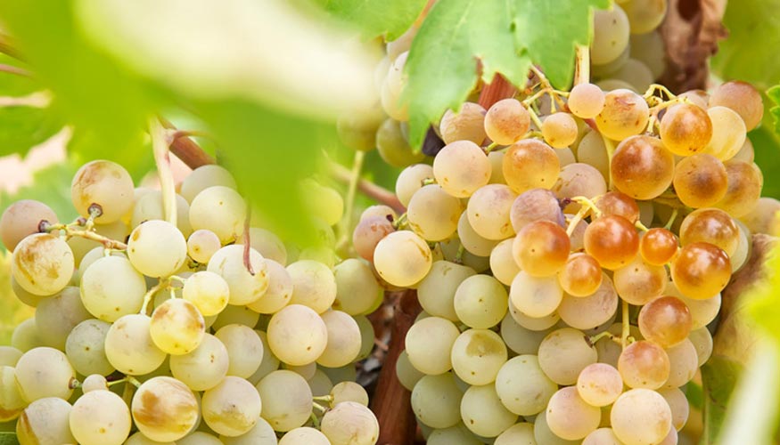 Segn la Esyrce, en 2015, en Castilla-La Mancha el 46,6% de la superficie dedicada a viedo de uva de vinificacin estaba en regado...